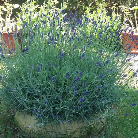 Apartment Kalia, Sunny