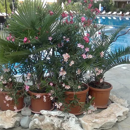 Kalia, Sunny Apartament