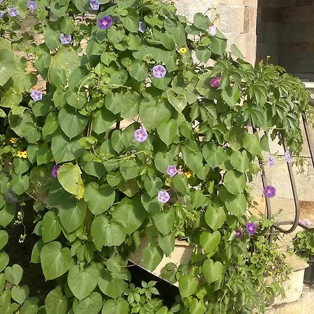 Apartment Kalia, Sunny *