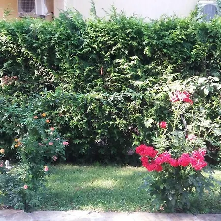 Kalia, Sunny Słoneczny Brzeg