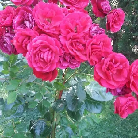 Kalia, Sunny Apartament *