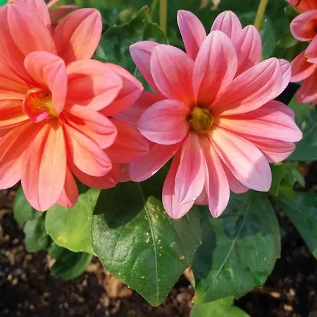 Apartment Kalia, Sunny *