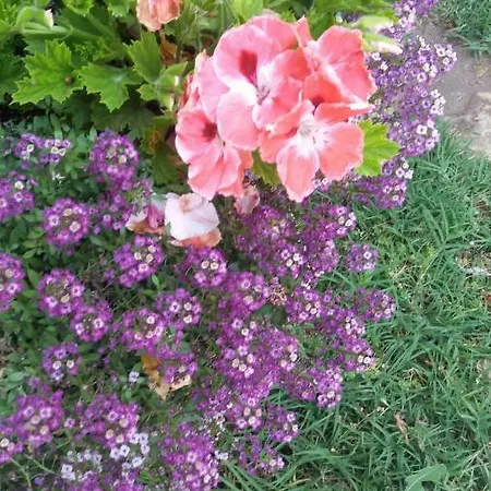 Kalia, Sunny Słoneczny Brzeg