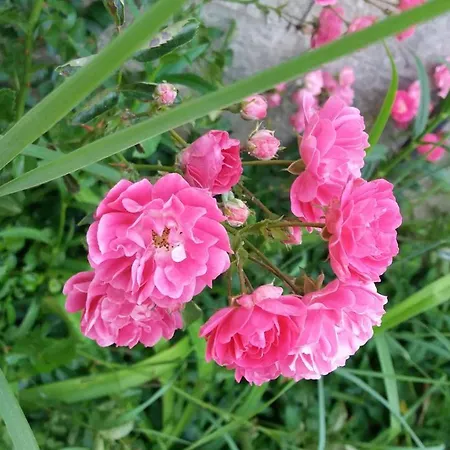 Kalia, Sunny Słoneczny Brzeg