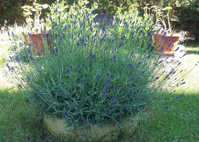 Apartament Kalia, Sunny