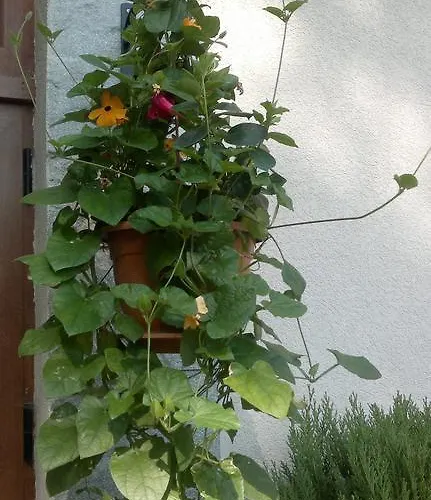 Kalia, Sunny Apartament Sunny Beach