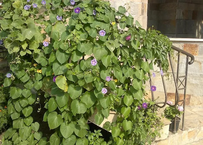 Apartament Kalia, Sunny *