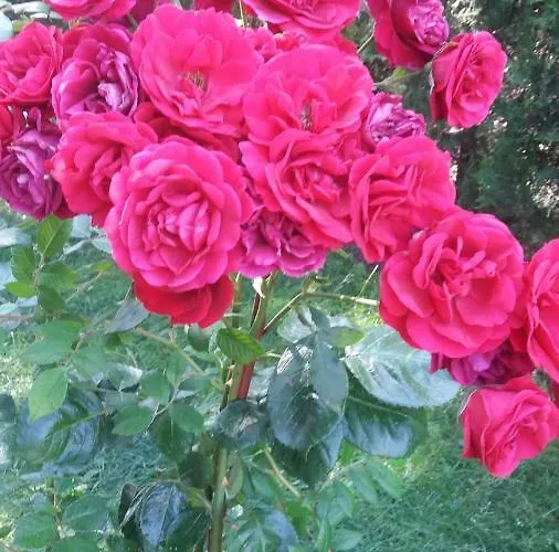 Kalia, Sunny Apartament *