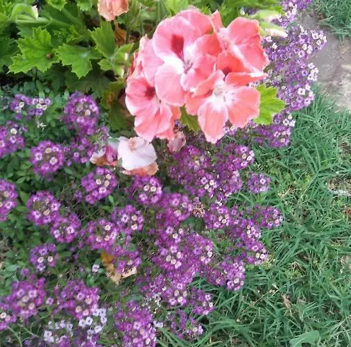 Kalia, Sunny Sunny Beach