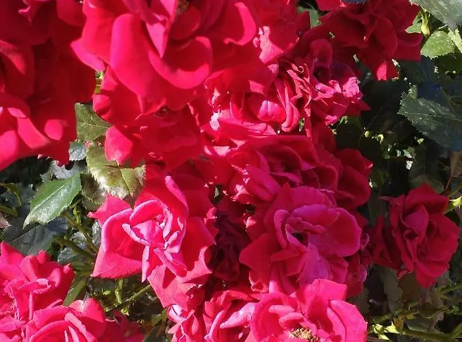 Apartament Kalia, Sunny Sunny Beach