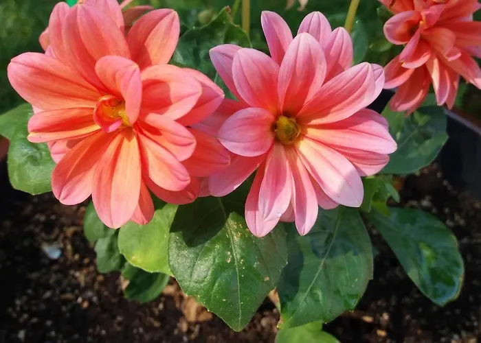 Apartament Kalia, Sunny *