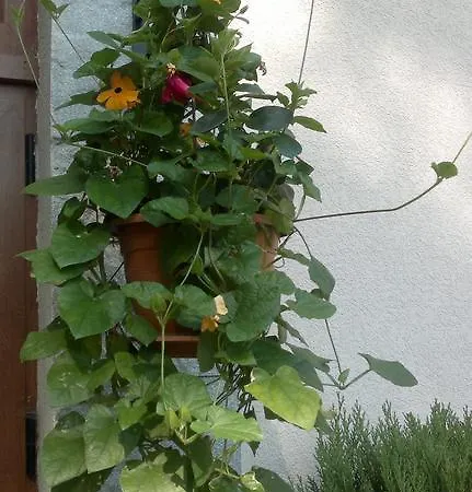 Kalia, Sunny Lägenhet Slăntjev Brjag