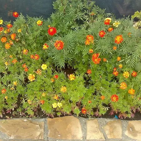 Kalia, Sunny Lägenhet *