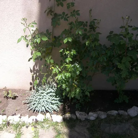 Kalia, Sunny Lägenhet Slăntjev Brjag