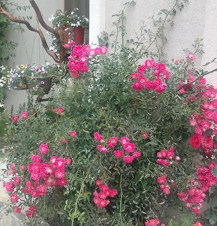 Kalia, Sunny Lägenhet *