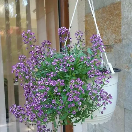 Kalia, Sunny * Slăntjev Brjag