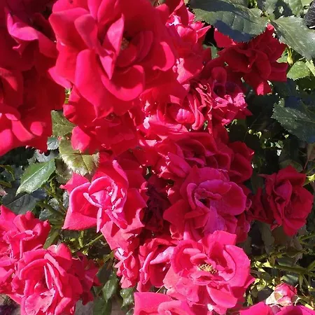 Lägenhet Kalia, Sunny Slăntjev Brjag