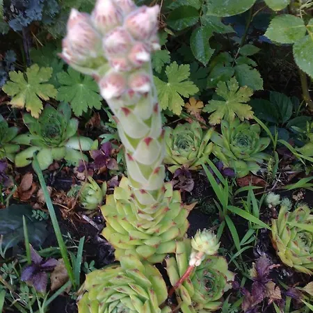 Kalia, Sunny * Slăntjev Brjag