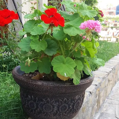 Lägenhet Kalia, Sunny Slăntjev Brjag